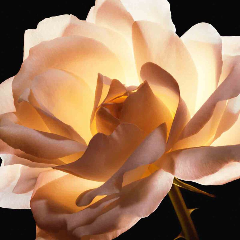 dior dior prestige le cushion teint de rose antiaging foundation