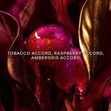 faces absolus allegoria tabac sahara