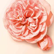 Sì Nude Bloom faces s nude bloom