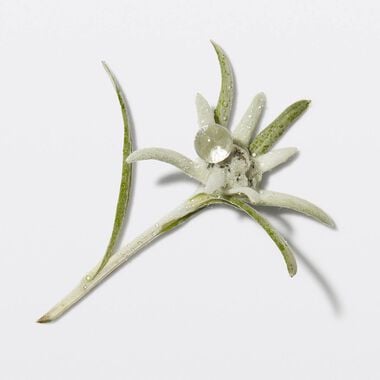 faces جينيسيس شامبو بان هيدرا  فورتيفاينت 250مل