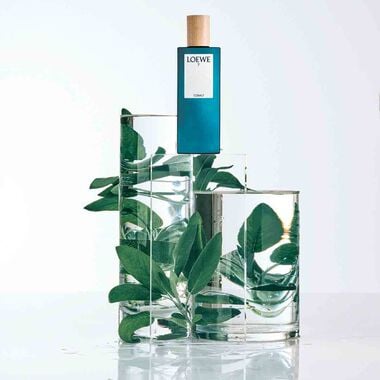 faces 7 كوبالت