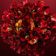 faces أمازونيا روز