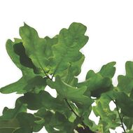 Full Blown Volume Conditioner Weightless Amplifier faces full blown volume conditioner weightless amplifier