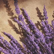 Devotion faces devotion