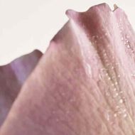 faces bottega veneta parco palladiano vi rosa eau de parfum 100ml