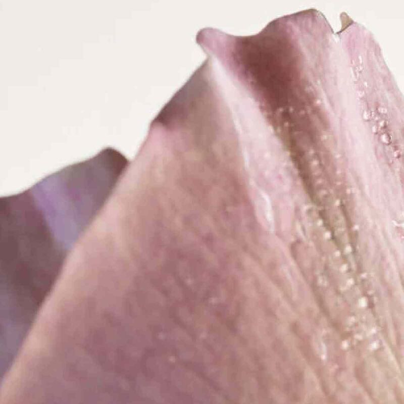 bottega veneta bottega veneta parco palladiano vi rosa eau de parfum 100ml