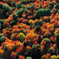 Aqua Allegoria Forte Rosa Palissandro faces aqua allegoria forte rosa palissandro