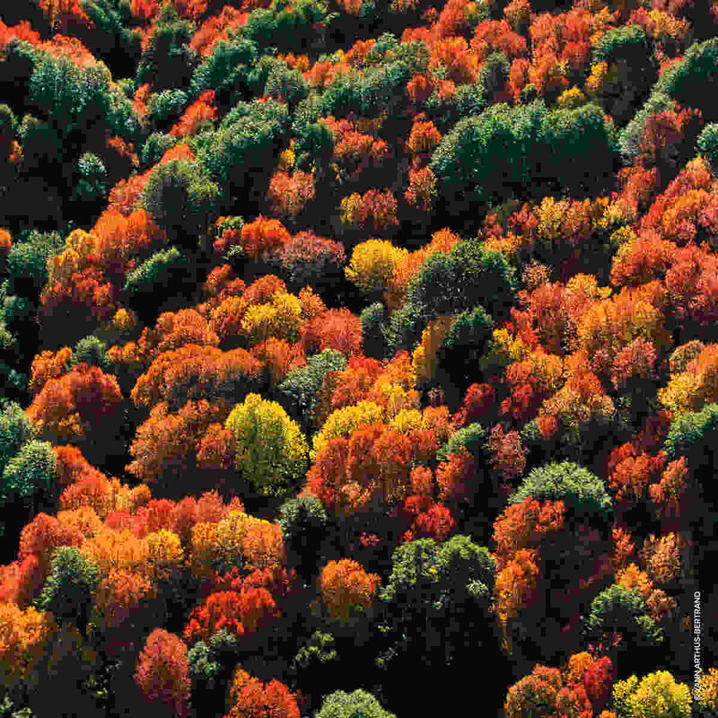 guerlain aqua allegoria forte rosa palissandro