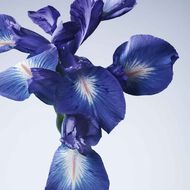 faces armani priv  iris bleu