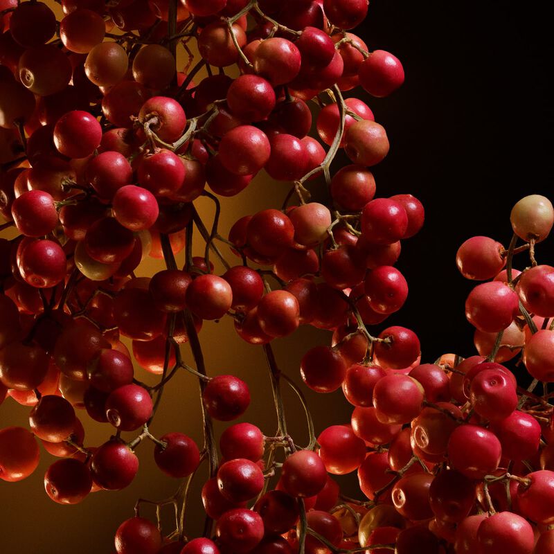 dolce & gabbana the on intense