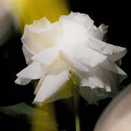 faces عطر ميدنايت نويز