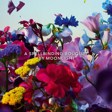 Absolus Allegoria Florabloom faces absolus allegoria florabloom
