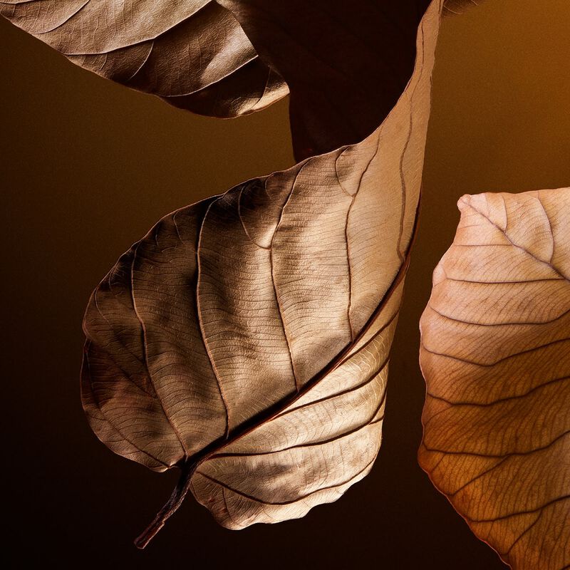 dolce & gabbana the one