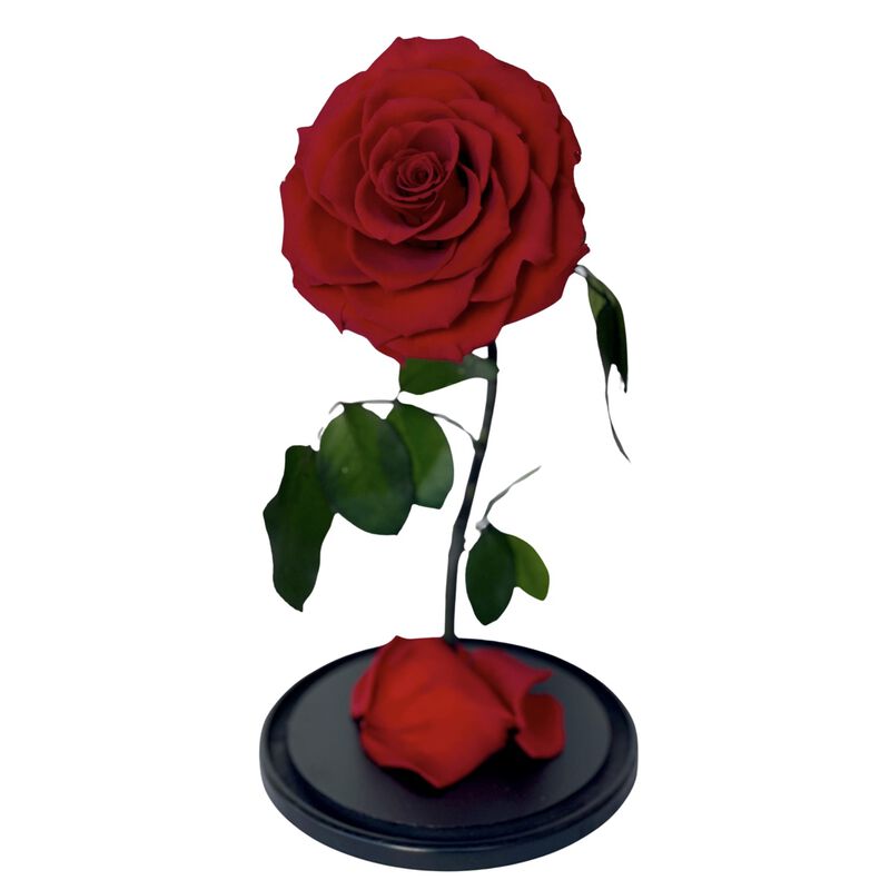 plaisir cadeaux et fleurs forever rose infinity  beauty and the beast