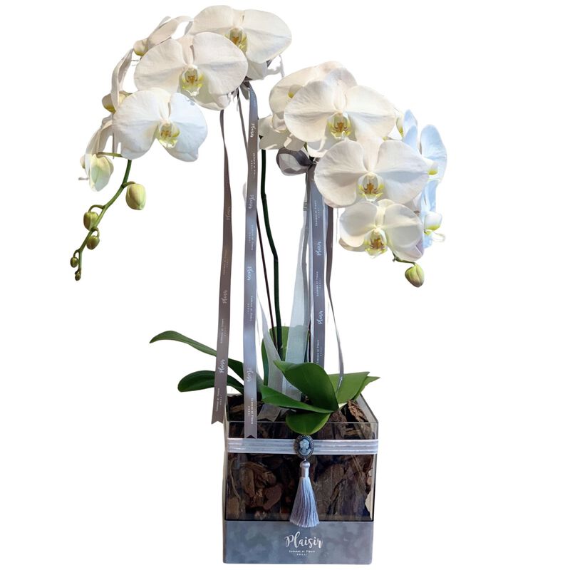 plaisir cadeaux et fleurs double orchids in acrylic square box