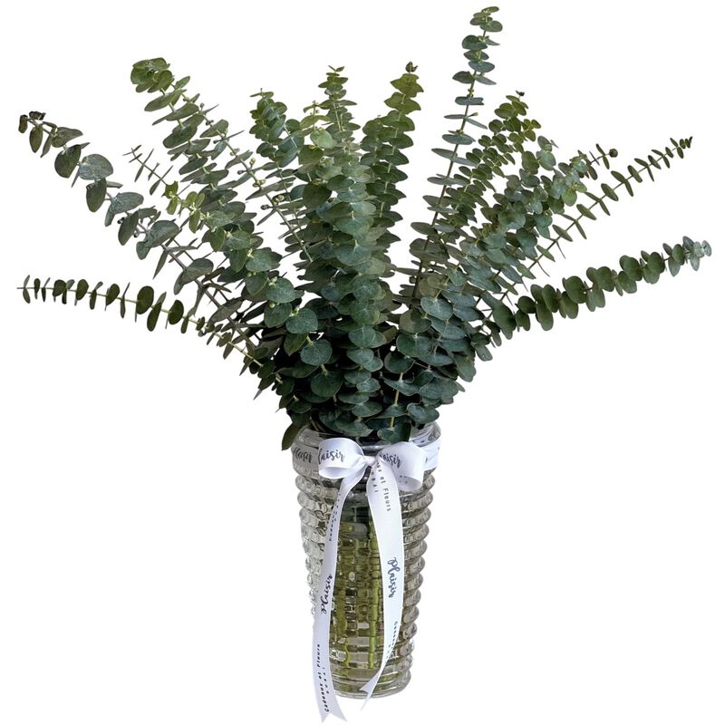 plaisir cadeaux et fleurs vase eucalyptus medium criss cut
