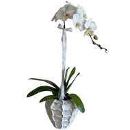 Orchid in Ceramic Vase faces orchid in ceramic vase