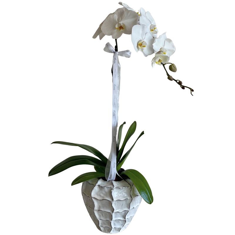 plaisir cadeaux et fleurs orchid in ceramic vase