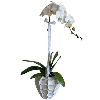 faces orchid in ceramic vase