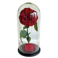 faces forever rose infinity   beauty and the beast