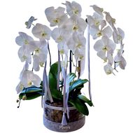 faces three orchids in acrylic round box