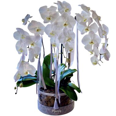 faces three orchids in acrylic round box