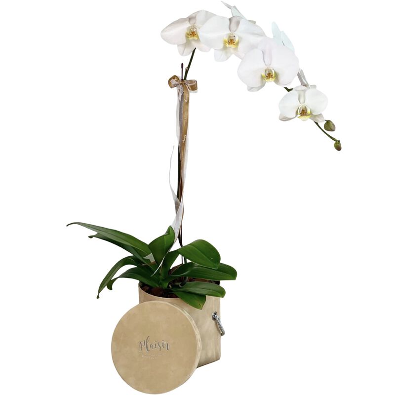 plaisir cadeaux et fleurs orchid in velvet box