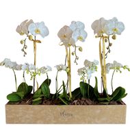 faces vvip luxury orchid box