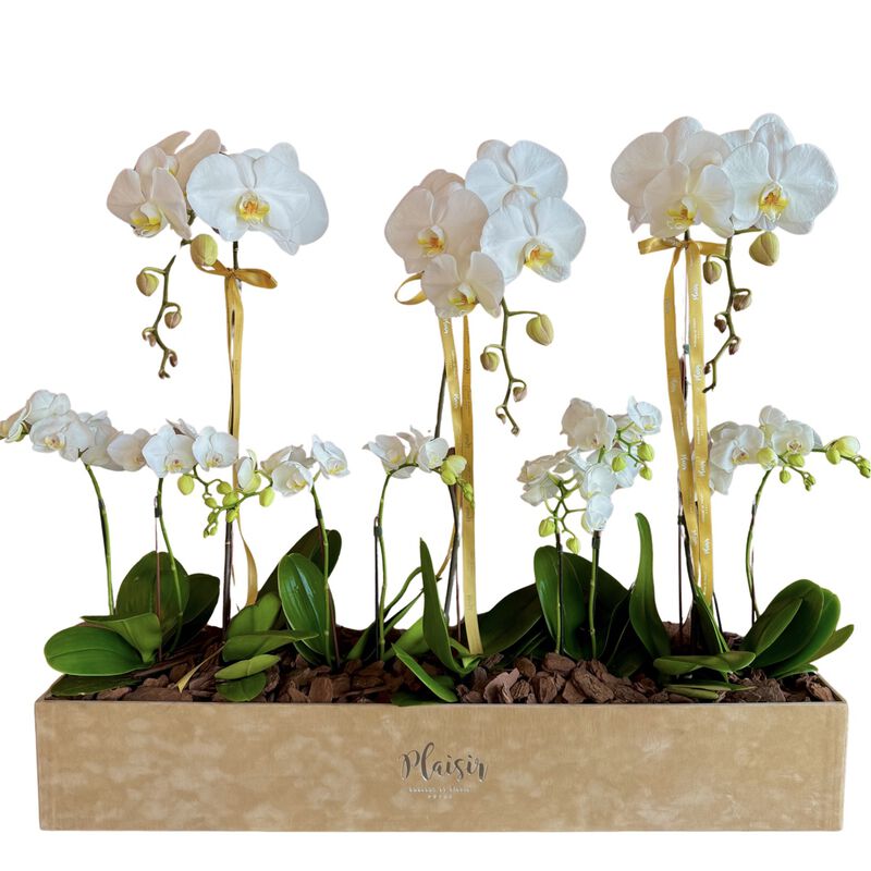 plaisir cadeaux et fleurs vvip luxury orchid box