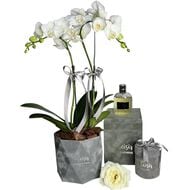 Giftset - Pour Homme Cologne, Orchids & Chocolates faces giftset pour homme cologne orchids chocolates