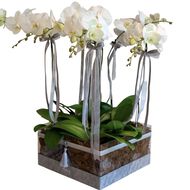 Six Orchids in Acrylic VIP Box faces six orchids in acrylic vip box