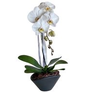 Orchid in Vase faces orchid in vase