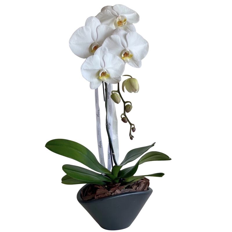 plaisir cadeaux et fleurs orchid in vase