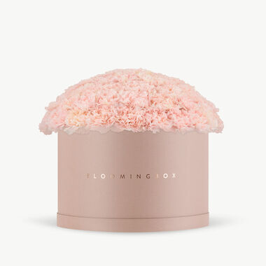 faces pink carnations blush box x large