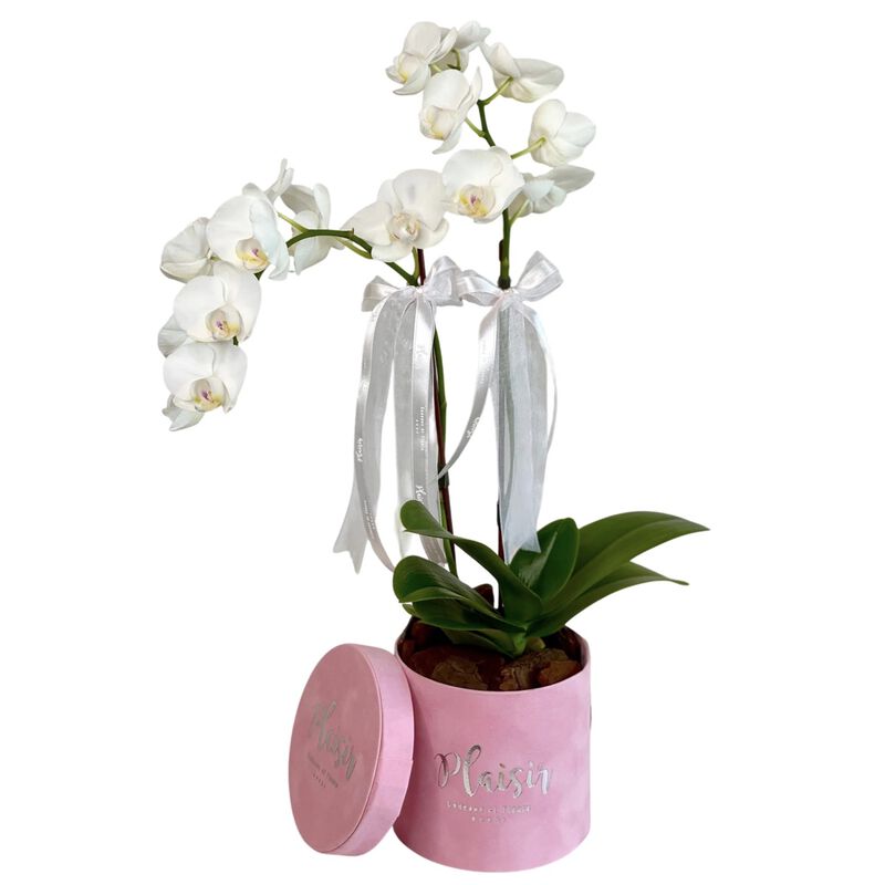 plaisir cadeaux et fleurs mini orchids in velvet box