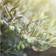 faces olive   petitgrain perfumed mist hair   body