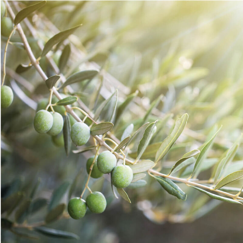 yves rocher olive & petitgrain perfumed mist hair & body