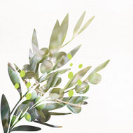 faces olive   petitgrain perfumed mist hair   body