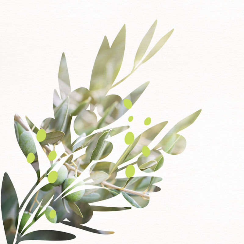 yves rocher olive & petitgrain perfumed mist hair & body