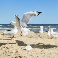 faces the shag beach paste