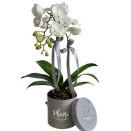 Luxury Giftset Tray faces luxury giftset tray
