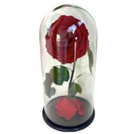 faces forever rose infinity   beauty and the beast