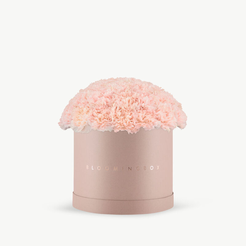 bloomingbox pink carnations blush box large