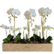 faces vvip luxury orchid box