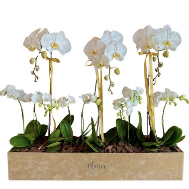 faces vvip luxury orchid box
