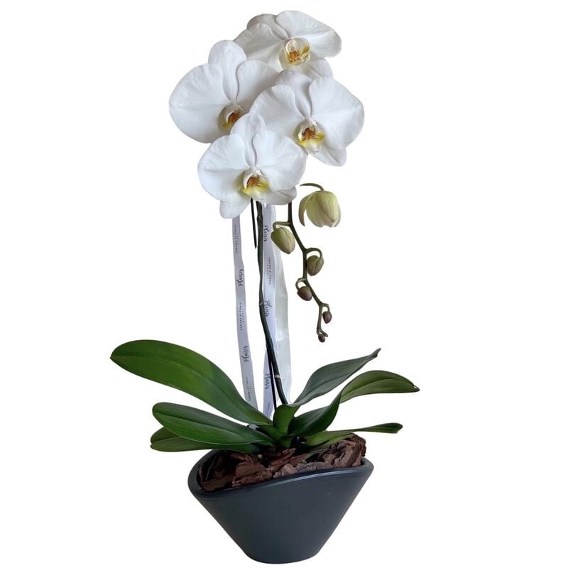 Orchid In Vase