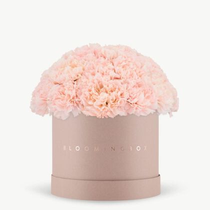 Pink Carnation Blush Box Medium