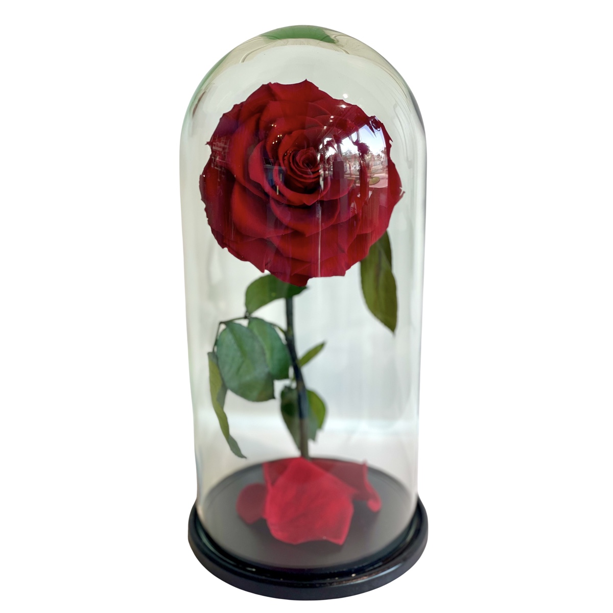 Forever Rose Infinity - Beauty And The Beast