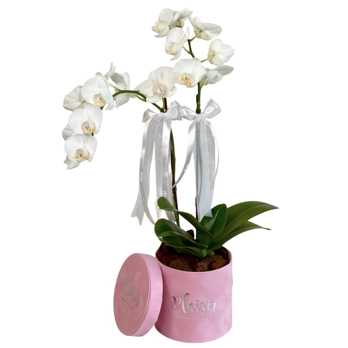 Mini Orchids In Velvet Box