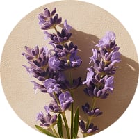 Lavender Perfumes